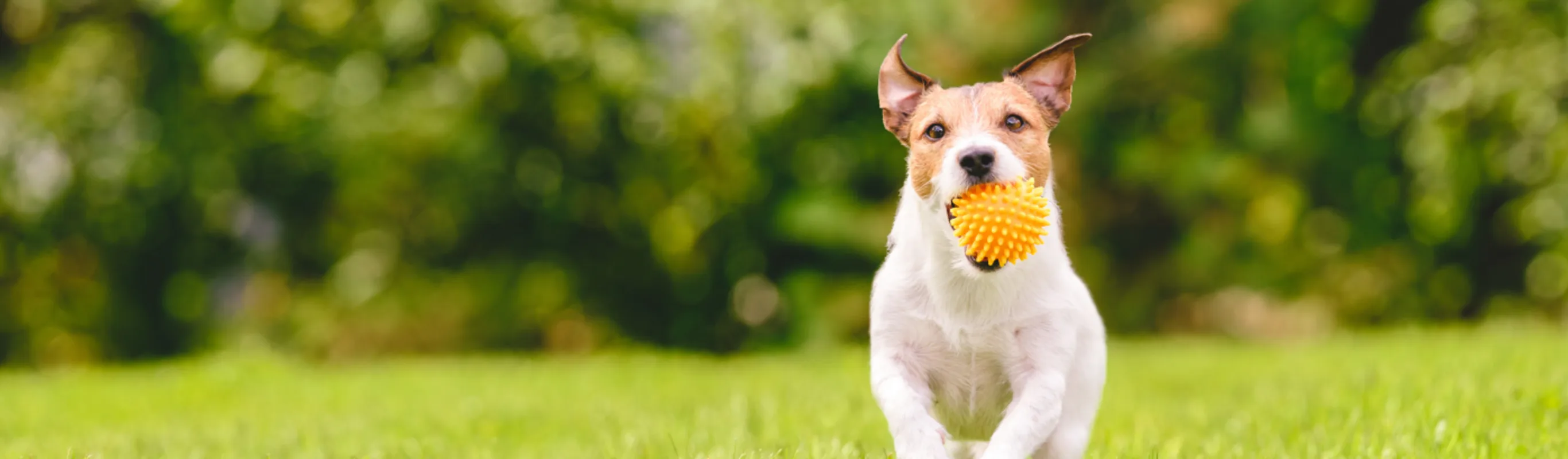 Small white dog running through grass with an orange chew toy in its mouth